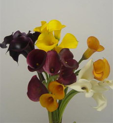 Cala Lilies