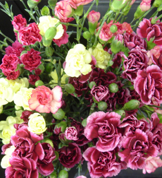 Miniature Carnations