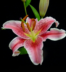 Stargazer Lily